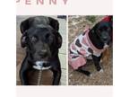Adopt Penny a Labrador Retriever, Mixed Breed