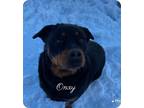 Adopt Onyx a Rottweiler