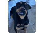 Adopt Emmie a Rottweiler, Boxer