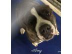 Adopt Amy a American Staffordshire Terrier