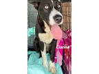 Adopt Cianna a Husky