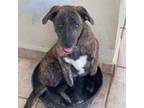 Adopt MIA NICOLE a Plott Hound