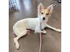 Adopt Molly a Border Collie, Cattle Dog
