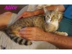 Adopt Alice a Domestic Short Hair, Dilute Calico