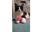 Adopt Tootsie a Domestic Short Hair