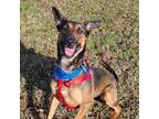 Adopt Koda - The Best Dog Ever a Belgian Shepherd / Malinois