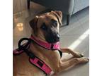 Adopt MIA a Mountain Cur, Anatolian Shepherd