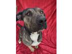 Adopt Susie a Mixed Breed