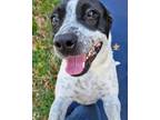 Adopt Molly B a Cattle Dog