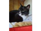 Adopt Lily a American Shorthair, Domestic Short Hair