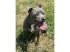 Adopt Hope a American Bully, Staffordshire Bull Terrier