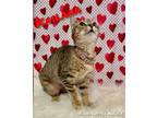 Adopt Kailana a Tabby, Domestic Short Hair