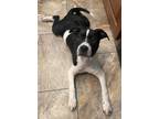 Adopt Jersey a Staffordshire Bull Terrier, Labrador Retriever