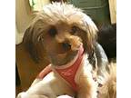 Adopt Lovely Little Lola a Yorkshire Terrier