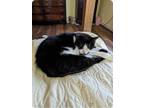Adopt Grey & Patches (bonded pair) a Tuxedo