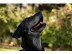 Adopt Lala a Black Labrador Retriever