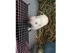 Adopt Puck a Dwarf Hamster