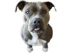 Adopt Bertha a Pit Bull Terrier