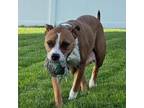 Adopt Nala a Labrador Retriever, Pit Bull Terrier