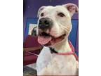Adopt Persimmon a Pit Bull Terrier