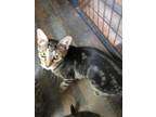 Adopt Lucy a Domestic Short Hair