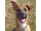 Adopt Pluto a Pit Bull Terrier