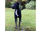 Adopt Paw Patrol Litter : Zuma a Australian Cattle Dog / Blue Heeler