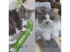 Adopt Lucy & Tootsie a Domestic Short Hair, Domestic Long Hair