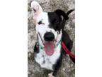 Adopt Dahlia a Border Collie, Whippet