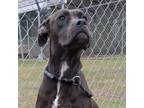 Adopt Eve a Boxer, American Staffordshire Terrier
