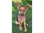 Adopt Lacy a German Shepherd Dog