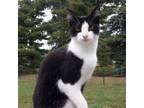 Adopt Tuxedo a Domestic Short Hair