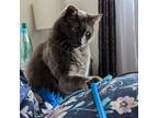 Adopt Alice a Russian Blue