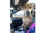 Adopt Nala a Great Dane