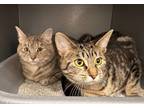 Adopt Fuel and Clutch a Domestic Short Hair