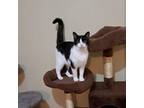 Adopt Lavergne a Domestic Short Hair