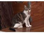 Adopt Sailor a Domestic Short Hair