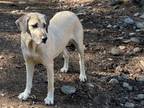 Adopt Chele a Black Mouth Cur, Anatolian Shepherd