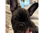 French Bulldog Puppy for sale in Santa Maria, CA, USA