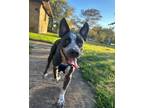 Adopt Maci a Australian Cattle Dog / Blue Heeler, Pit Bull Terrier