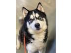 Adopt Bobby a Husky