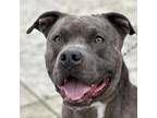 Adopt Roland a Pit Bull Terrier