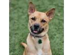 Adopt Johnny a Mixed Breed