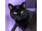 Adopt Mohawk a Domestic Short Hair