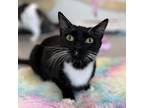 Adopt Raja a Domestic Short Hair