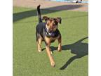 Adopt Wick a Mixed Breed