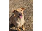 Adopt Cheech a Labrador Retriever, Pit Bull Terrier