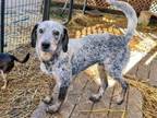 Adopt Emmett a Australian Cattle Dog / Blue Heeler