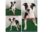 Adopt Tango a Mixed Breed