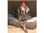 Adopt Carson a Weimaraner